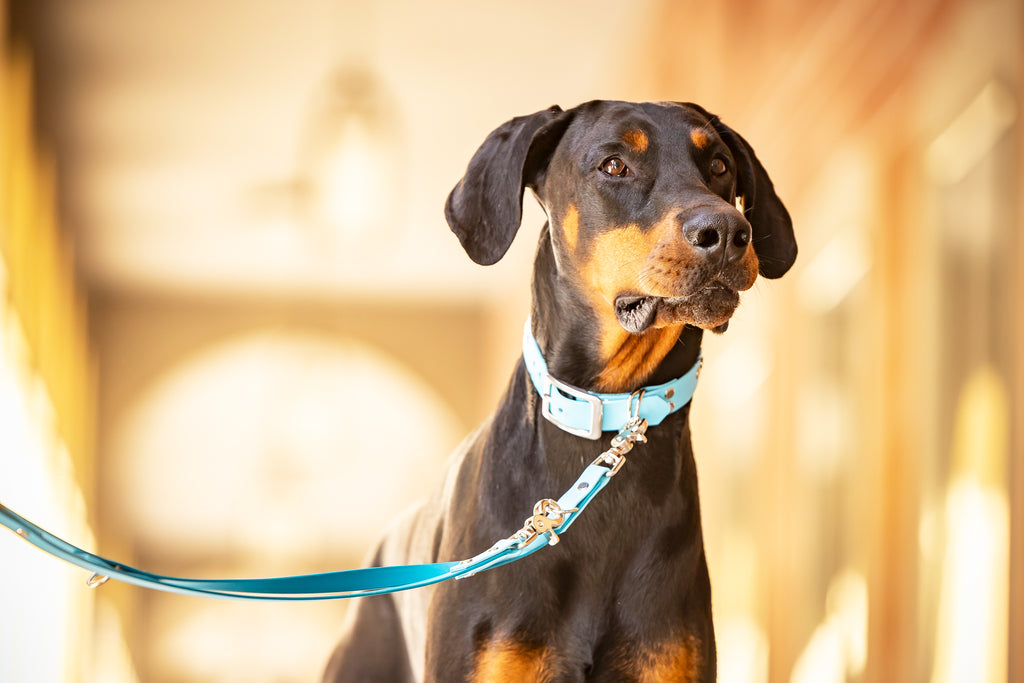 Dobermann trägt Hundert Prozent Hundezubehör Biothane Set exklusiv robust und wasserfest