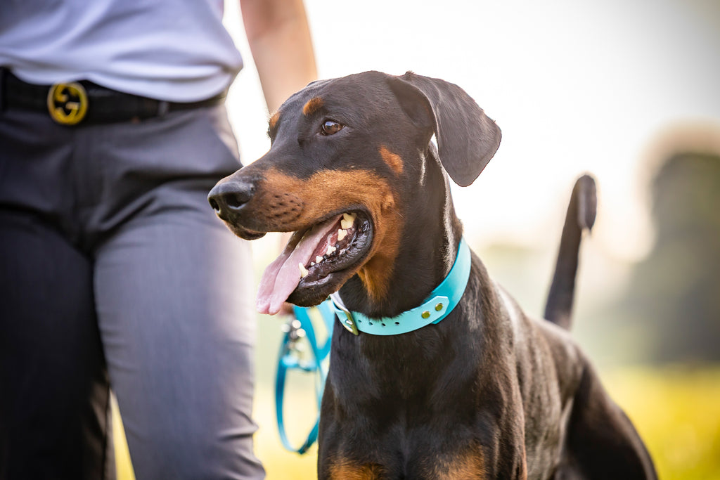 Dobermann trägt zweifarbiges Biothane Halsband in blau von Hundert Prozent Hundezubehör funktional robust und wasserfest