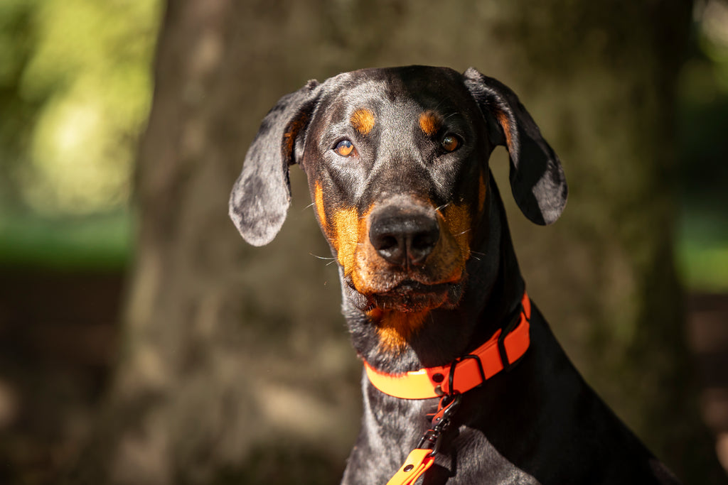 Dobermann traegt neon orangenes Biothane Halsband von Hundert Prozent funktional und wasserfest 
