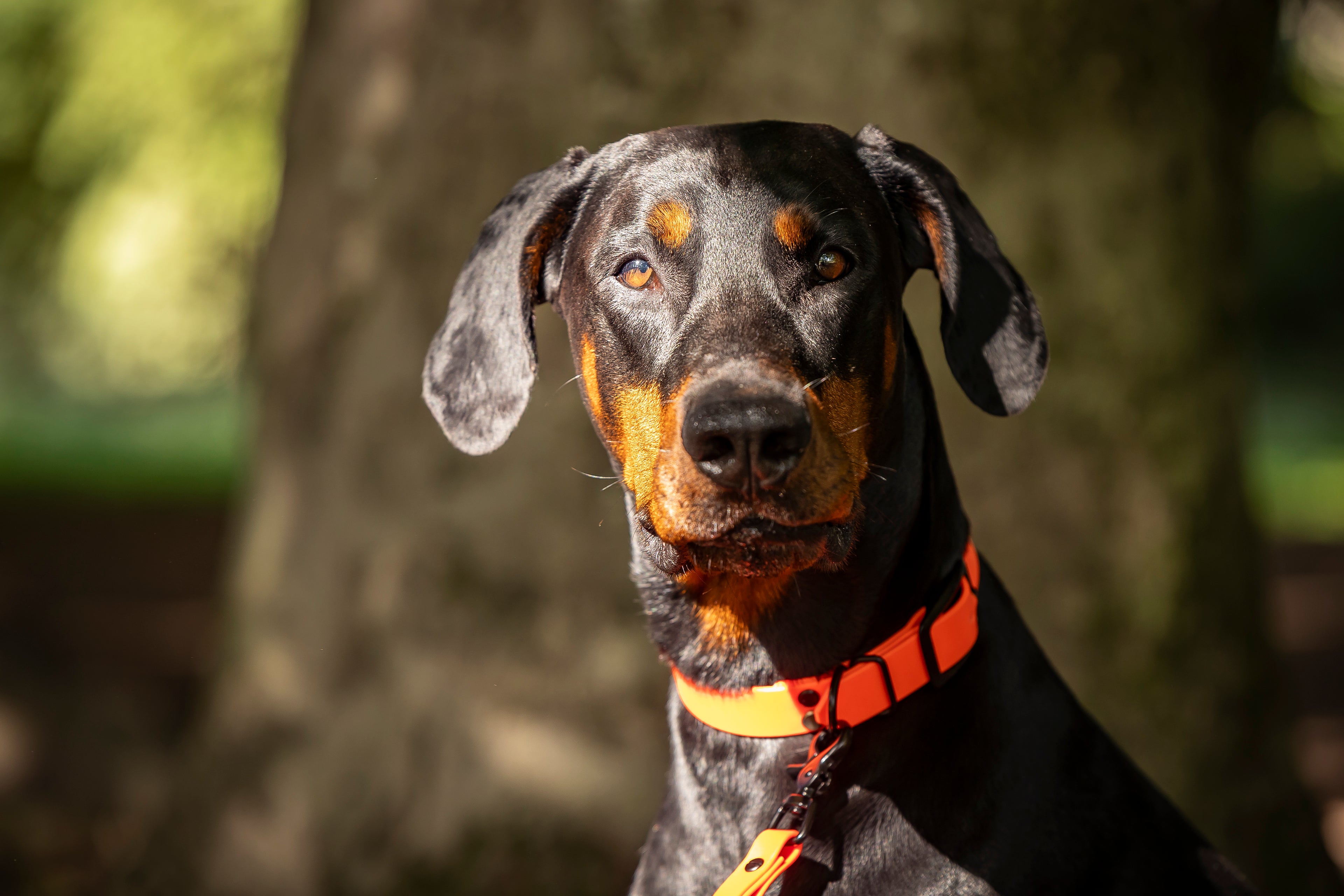 Dobermann traegt neon orangenes Biothane Halsband von Hundert Prozent funktional und wasserfest 