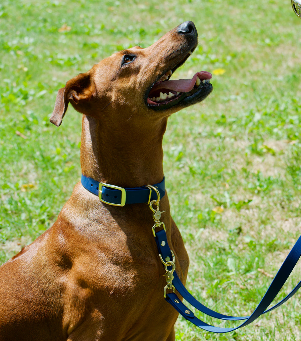 Hund HUNDert Prozent BioThane Set dunkelblau goldene Beschläge Atlantik