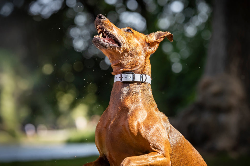Hund im Wasser mit hellblauem Biothane Halsband von Hundert Prozent 