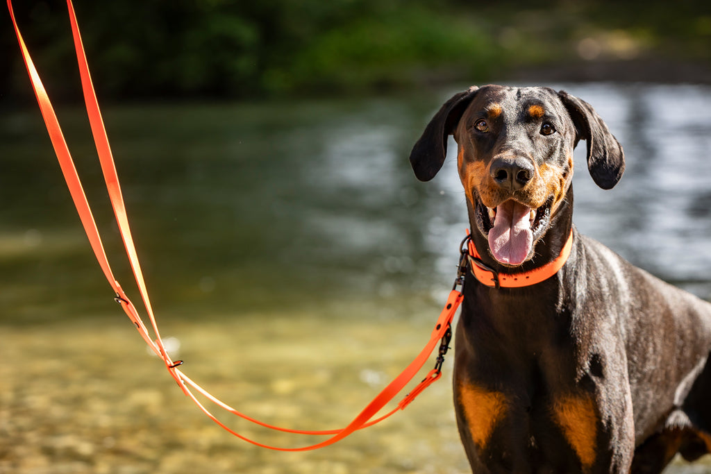 Hund im Wasser trägt neonfarbenes Biothane Halsband und verstellbare Leine von HUNDert Prozent Hundezubehör