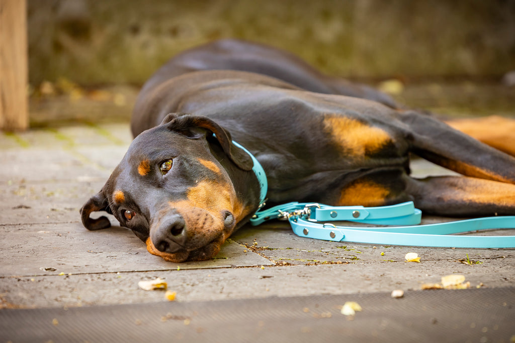 Hund liegend trägt hellblaues BioThane Set verstellbare Leine und Halsband HUNDert Prozent