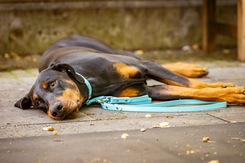 Hund liegt am Boden mit hellblauem BioThane Set von Hundert Prozent 