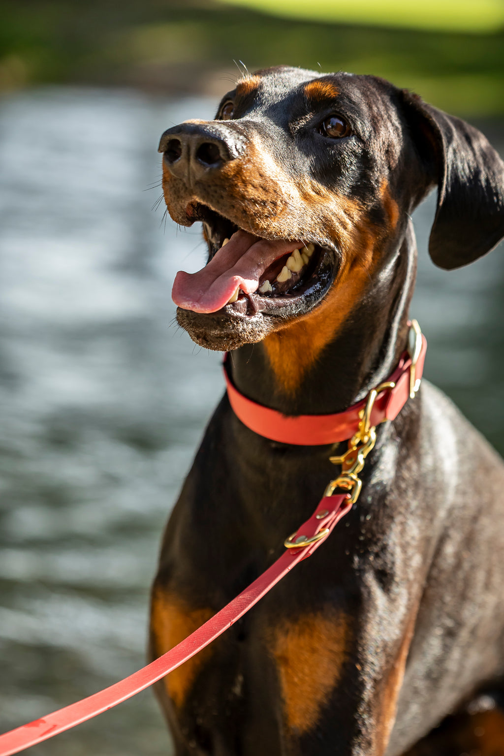 Hund rotes Biothane Halsband und verstellbare Leine wasserfest Hundert Prozent