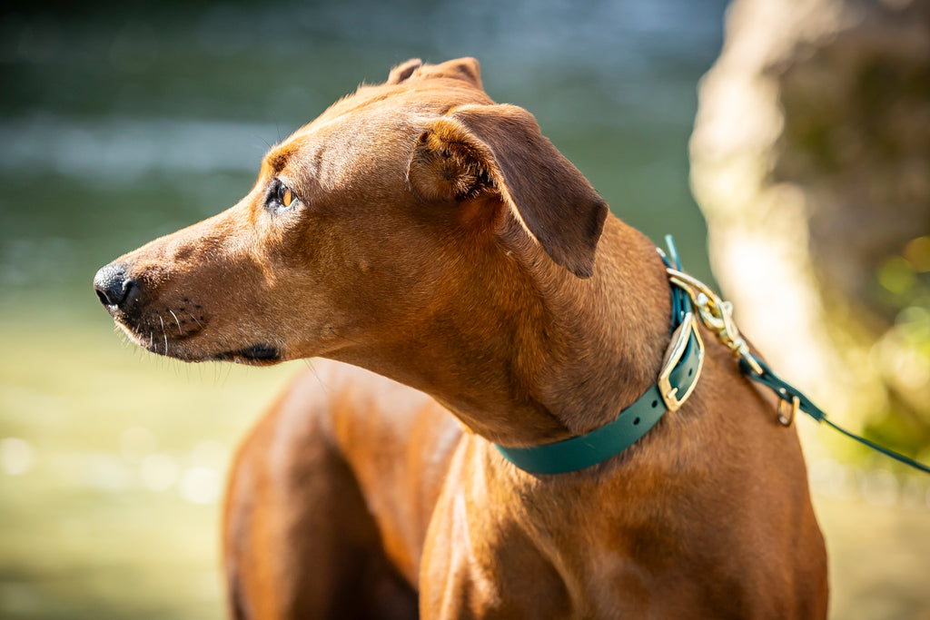 Hund trägt dunkelgrünes Biothane Set funktional und wasserfest von Hundert Prozent 