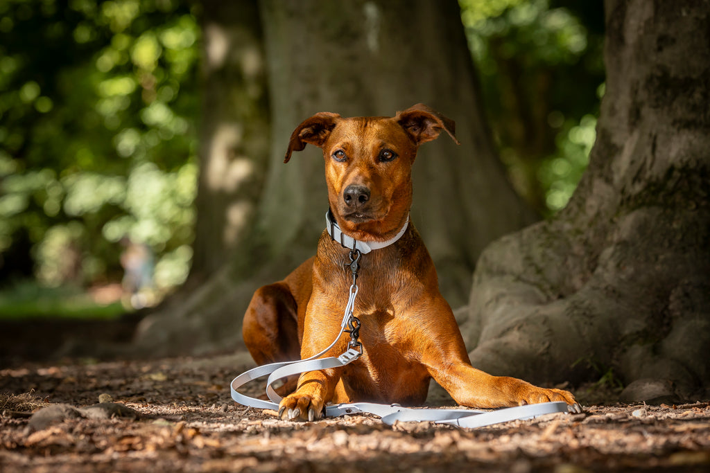 Hund trägt edles Biothane Halsband und verstellbare Leine von Hundert Prozent