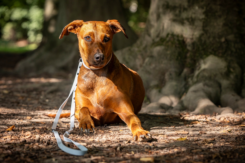 Hund trägt hellblaues Pastell BioThane Set verstellbare Leine und Halsband Wald HUNDert Prozent 