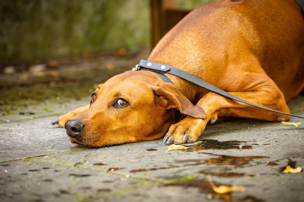 Hund trägt klassisches schwarzes BioThane Set von HUNDert Prozent 