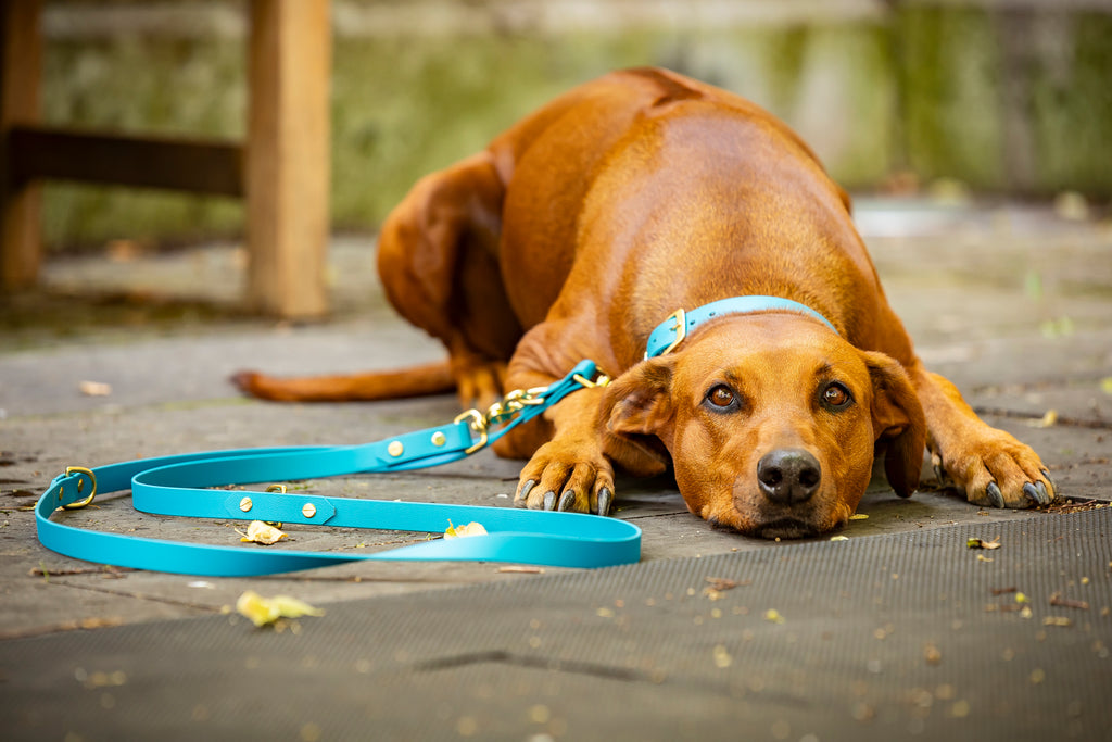 Hund trägt schönes BioThane Set mit hellblauer Leine und Halsband Hundert Prozent 