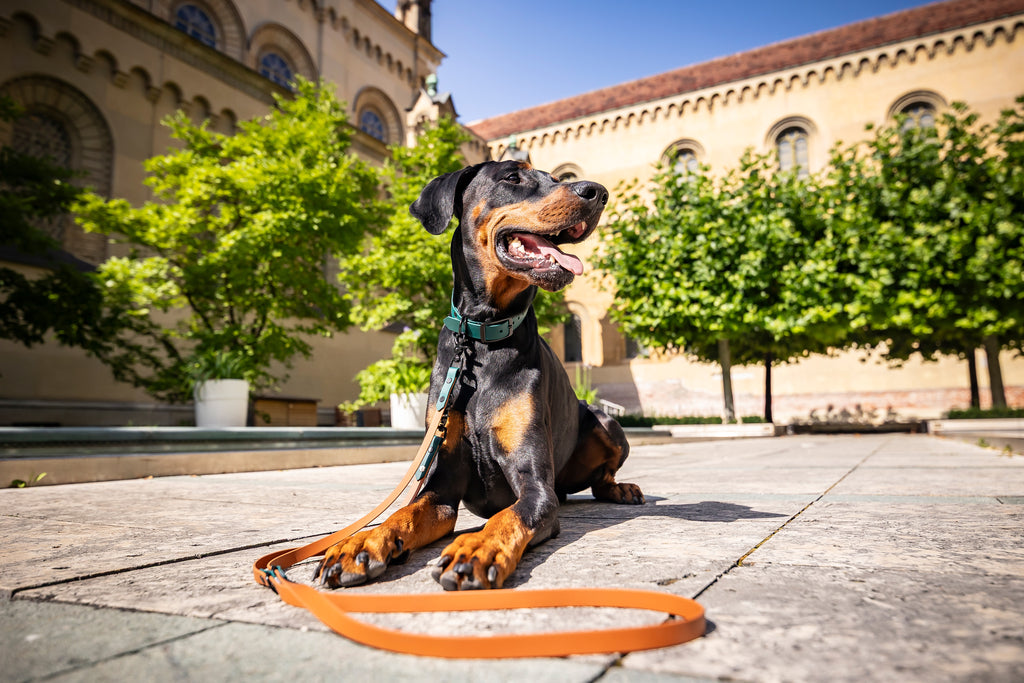 Hund trägt verstellbares zweifarbiges Biothane Set hellbraun und dunkelgrün von Hundert Prozent 