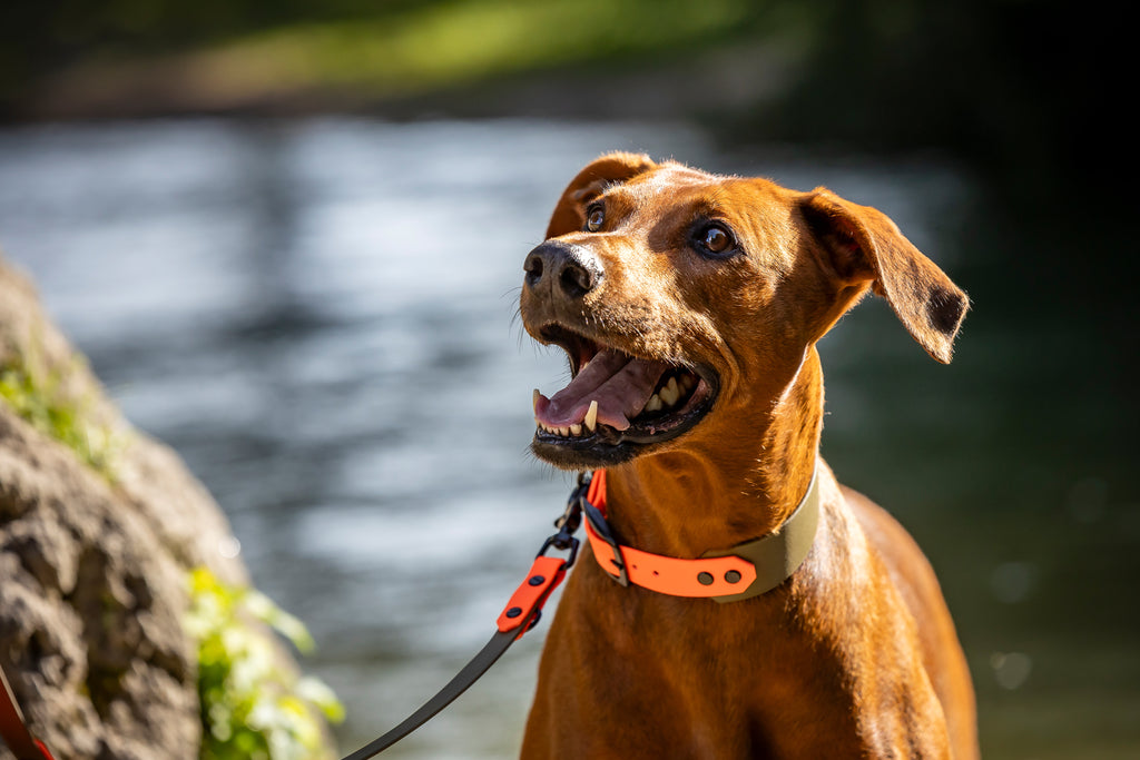 Hund trägt wunderschönes Set aus Biothane zweifarbig wasserfest von Hundert Prozent 