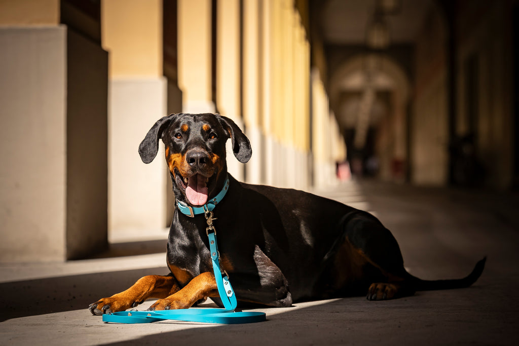Hund trägt hellblaues zweifarbige BioThane Leine und Halsband HUNDert Prozent 