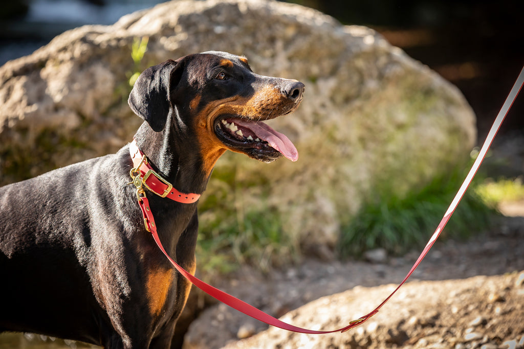 Rotes Biothane Set Halsband und Leine von Hundert Prozent Hundezubehoer
