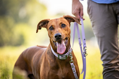 Hund trägt wunderschönes fliederfarbenes und lilanes Halsband und Leinen BioThane Set von Hundert Prozent