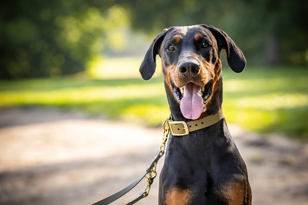 Schöner Hund traegt olivgrünes Halsband mit gold von Hundet Prozent robuste Materialien