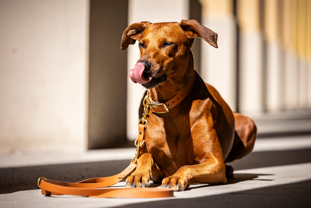 Schoener Hund traegt karamellfarbenes Biothane Set Halsband und Leine edel und klassisch von Hundert Prozent Hundezubehoer
