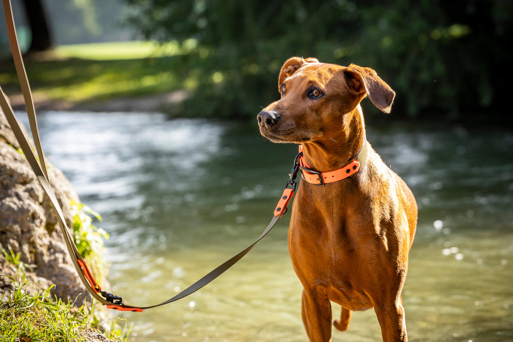 Wunderschoener Hund traegt zweifarbiges Biothane Halsband trendig und funktional und wasserfest von HUNDert Prozent Hundezubehoer