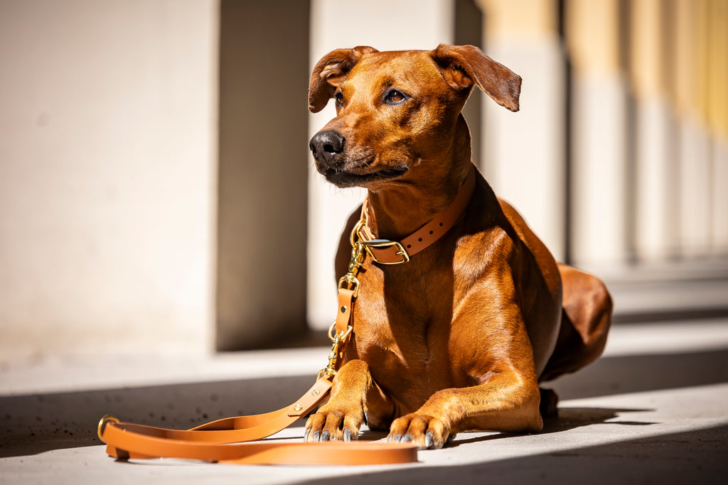 Hund mit braunem BioThane® Halsband und Leine von HUNDert Prozent – stilvolles und robustes Hundezubehör