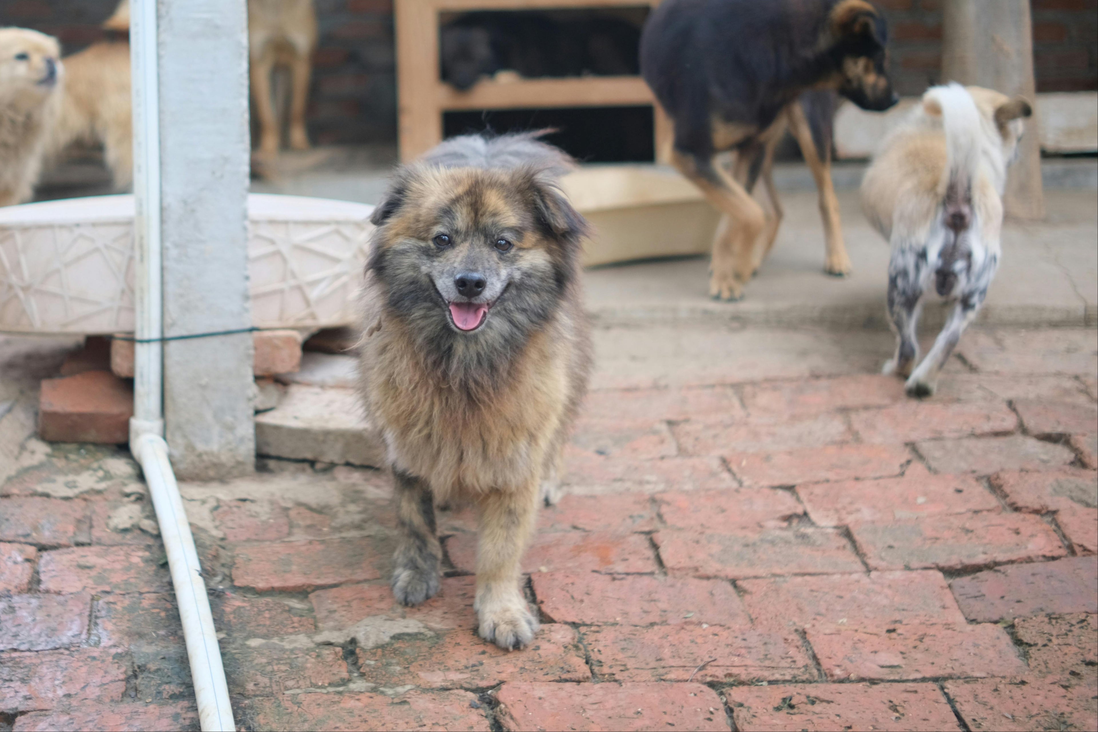 Mehrere Hunde in einem Tierheim – Symbolbild für die HUNDert % Tierschutz-Kollektion zur Unterstützung von Tieren in Not